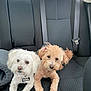dog, white_dog, apricot_dog, car_interior, backseat, seatbelt, pet, fur, cute, animal, companion, collar, leisure, indoor, car_seat, friendship, two_dogs, looking, resting, curious