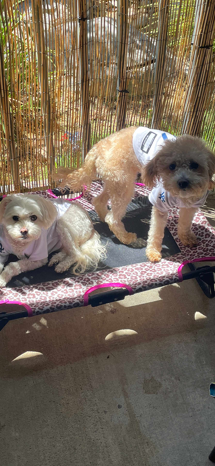 Ziggy is registered to the contest to win money with this photo: dog, small_dog, pet, clothing, shirt, leopard_print, pet_bed, outdoor, sunlight, bamboo_fence, fence, concrete_floor, cute, companion, animal, fur, two_dogs, relaxing, shadow, daylight