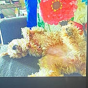 Ziggy is registered to the contest to win money with this photo: dog, couch, pillow, flower, ladybug, indoor, furniture, relaxed, curly_hair, pet, home, decor, colorful, cozy, lying_down, animal, resting, canine, living_room, casual