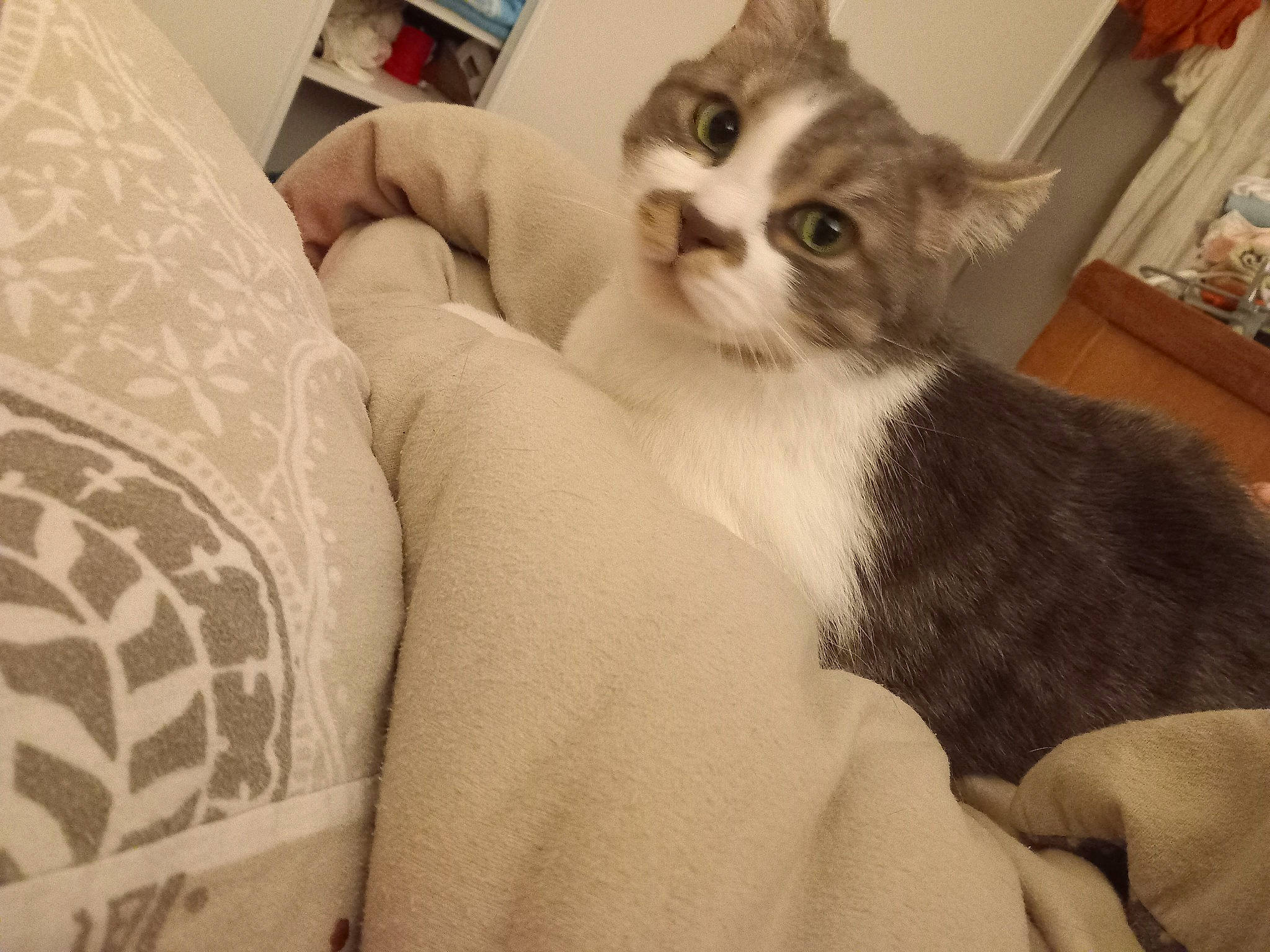 Mignon a rejoint le concours — aidez-le/la à gagner de superbes lots ! bed, bedding, carnivore, cat, comfort, couch, domestic_short_haired_cat, felidae, fur, linens, paw, room, small_to_medium_sized_cats, tail, whiskers