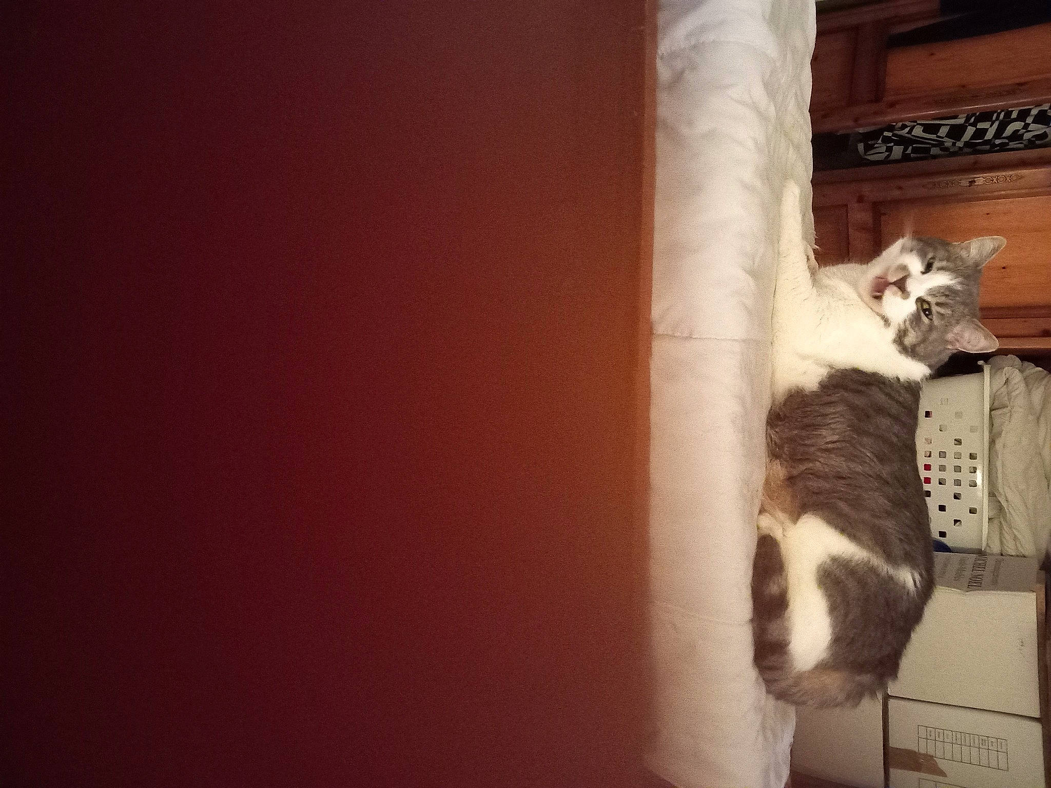 Mignon participe au concours pour gagner de l'argent avec cette photo : cardboard, carnivore, cat, comfort, domestic_short_haired_cat, door, felidae, fur, hardwood, paw, room, shadow, small_to_medium_sized_cats, tail, tints_and_shades, tree, whiskers, window, wood