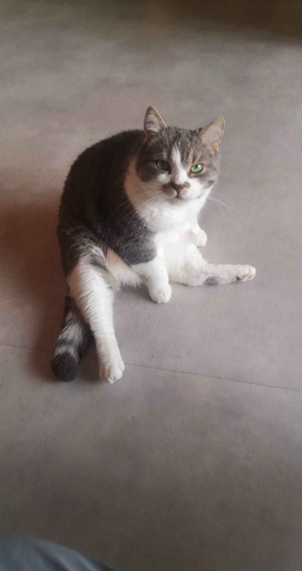 Mignon participe au concours pour gagner de l'argent avec cette photo : art, carnivore, cat, claw, darkness, domestic_short_haired_cat, eye, felidae, flooring, foot, fur, grey, monochrome_photography, paw, small_to_medium_sized_cats, snout, tail, terrestrial_animal, whiskers, wood