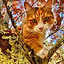 animal, autumn_leaves, bark, bokeh, cat, climbing, close_up, curious, eyes, face, feline, ginger_cat, lichen, nature, outdoor, paw, pet, portrait, tree, whiskers