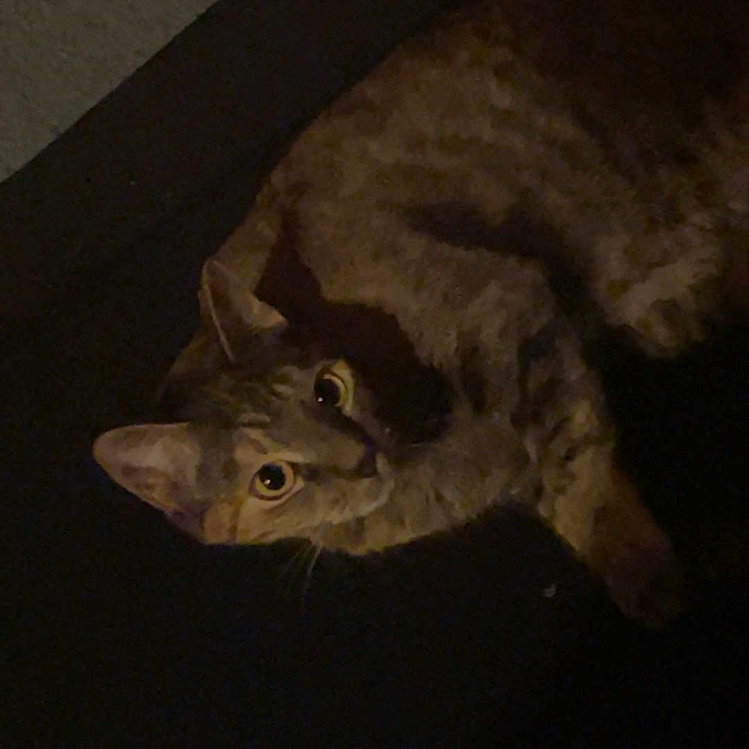 Violet is registered to the contest to win money with this photo: abyssinian, alloywheel, animal, bird, bodypart, car, carwheel, cat, ear, egyptiancat, kitten, machine, manx, ocelot, pet, spoke, tire, transportation, vehicle, wheel