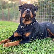 Nalu joined the competition — help win amazing prizes! rottweiler, dog, grass, collar, chain, outdoor, pet, canine, animal, fence, nature, lawn, black_and_tan, lying_down, portrait, mammal, alert, domestic_animal, summer, friendly
