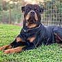 rottweiler, dog, grass, collar, chain, outdoor, pet, canine, animal, fence, nature, lawn, black_and_tan, lying_down, portrait, mammal, alert, domestic_animal, summer, friendly