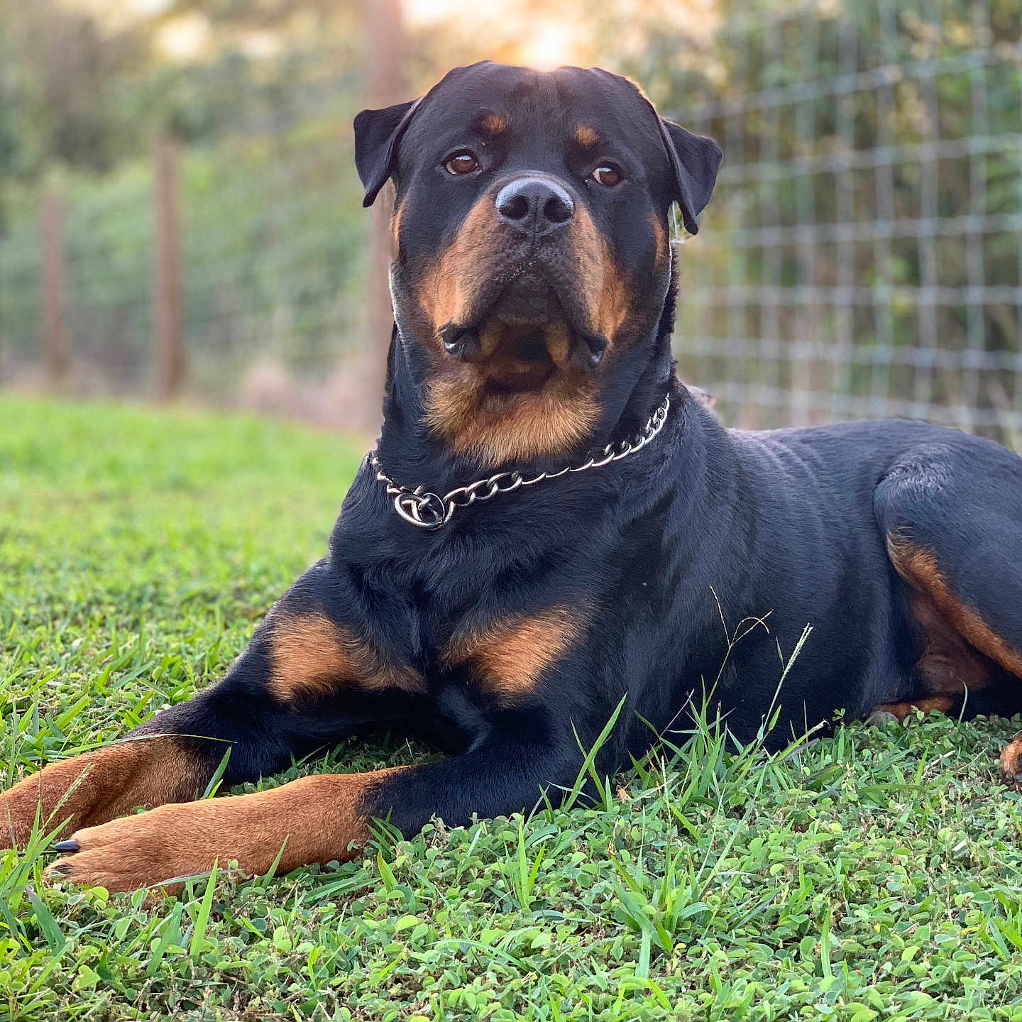 Nalu joined the competition — help win amazing prizes! alert, animal, black_and_tan, canine, chain, collar, dog, domestic_animal, fence, friendly, grass, lawn, lying_down, mammal, nature, outdoor, pet, portrait, rottweiler, summer