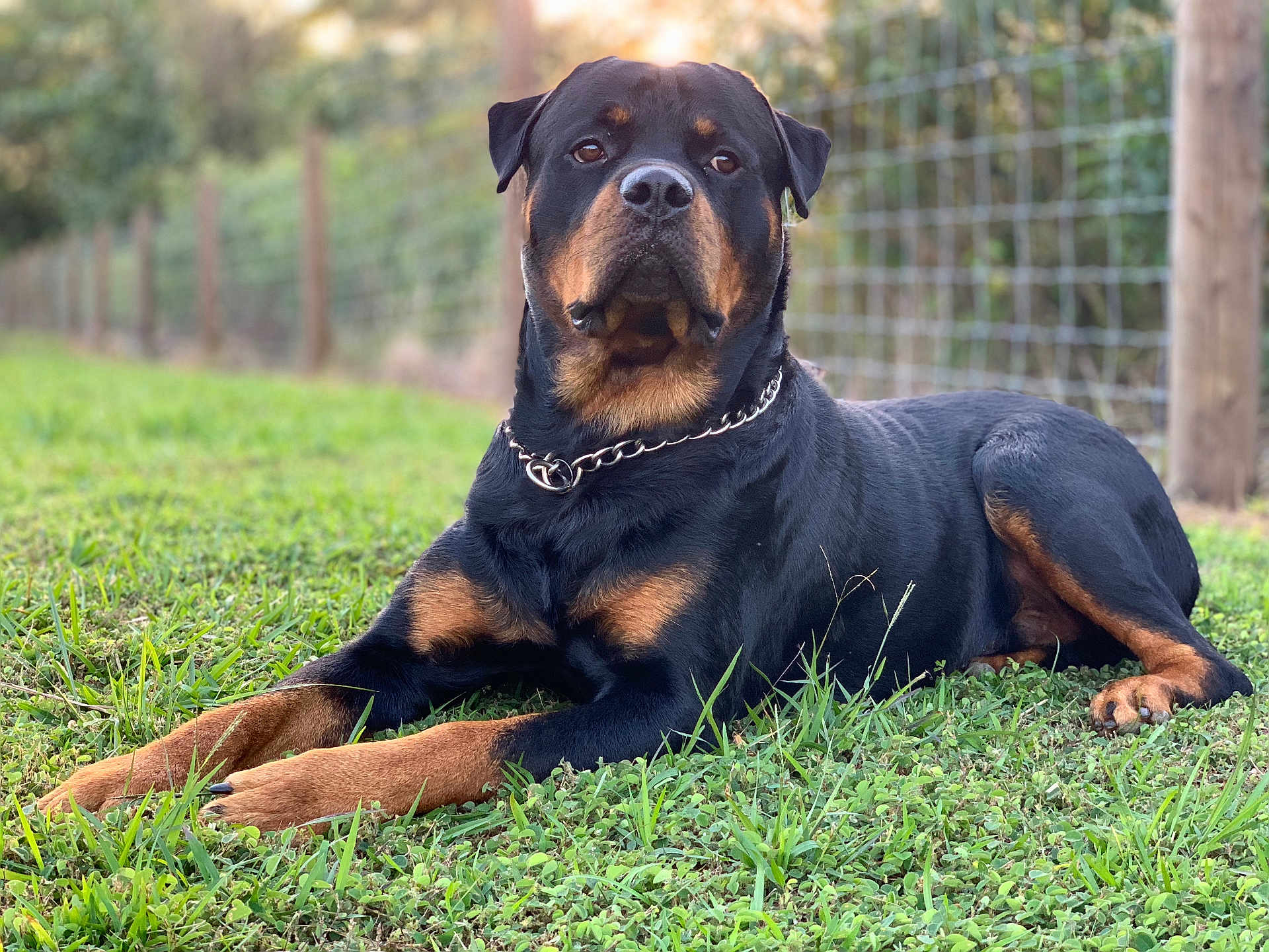 Nalu joined the competition — help win amazing prizes! rottweiler, dog, grass, collar, chain, outdoor, pet, canine, animal, fence, nature, lawn, black_and_tan, lying_down, portrait, mammal, alert, domestic_animal, summer, friendly
