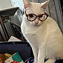 box, cat, closeup, clutter, curious, eyeglasses, feline, furniture, glasses, indoor, paper, paws, pet, playful, portrait, shelf, sitting, tabletop, whiskers, white_cat