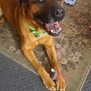 Boss is registered to the contest to win money with this photo: dog, brown_dog, toy_mouse, green_collar, carpet, rug, indoor, pet, animal, paw, floor, happy_dog, mouth_open, playful, domestic, canine, pet_toy, relaxed, household, fur