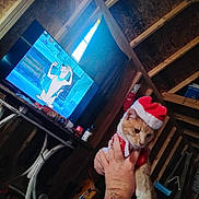Biscuit Cameron joined the competition — help win amazing prizes! cat, santa_hat, tattoo, hand, tv_screen, cartoon, animated_character, wooden_wall, indoor, table, bag, bottle, window, shelf, person, animal, pet, festive, holiday, orange_cat