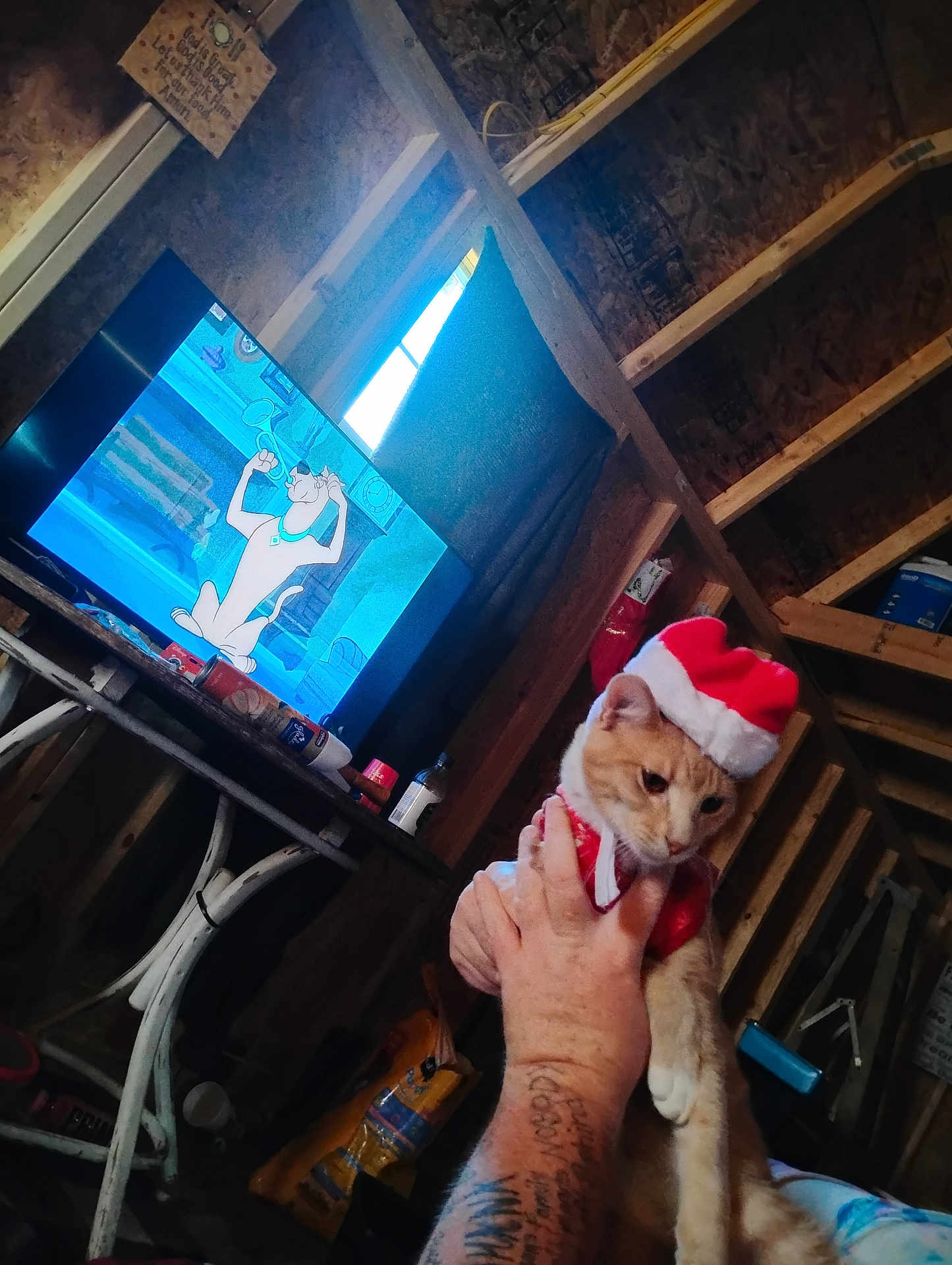 Biscuit Cameron joined the competition — help win amazing prizes! cat, santa_hat, tattoo, hand, tv_screen, cartoon, animated_character, wooden_wall, indoor, table, bag, bottle, window, shelf, person, animal, pet, festive, holiday, orange_cat