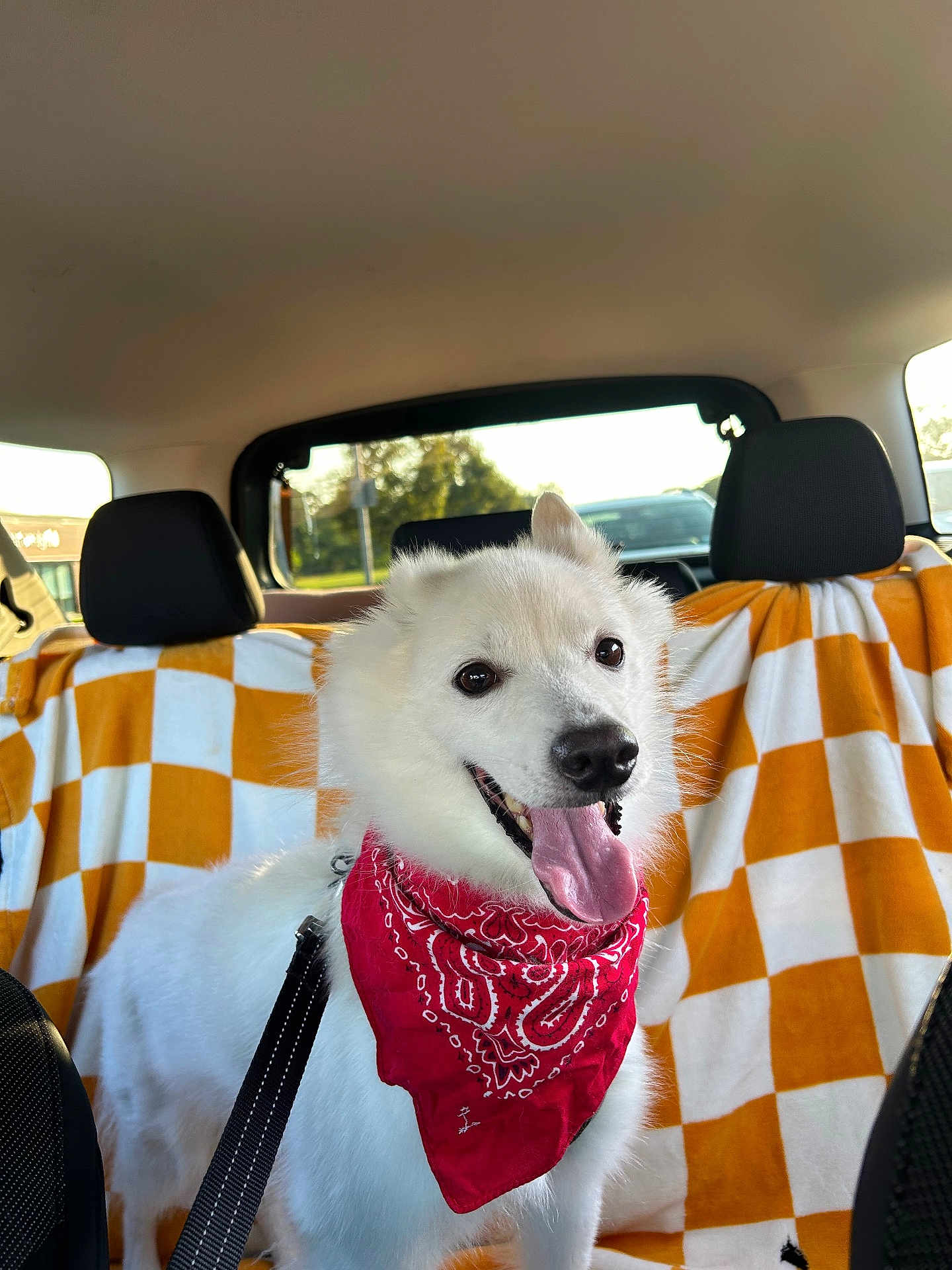 Luna is registered to the contest to win money with this photo: dog, white_dog, bandana, red_bandana, car_interior, car_seat, blanket, orange_and_white, pet, happy, tongue_out, leash, window, daylight, smiling_dog, fur, domestic_animal, companion, cute, animal