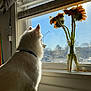dog, white_fur, window, sunlight, sunflowers, vase, indoor, pet, collar, curtains, windowsill, daylight, flower_stems, quiet, contemplative, domestic, home, animal, looking_out, natural_light