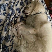 Luna is registered to the contest to win money with this photo: dog, sleeping, white_dog, curled_up, blanket, indoor, cozy, fur, paw, nose, bedroom, resting, pet, animal, canine, fur_texture, snout, calm, peaceful, soft