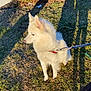 Luna joined the competition — help win amazing prizes! dog, white_dog, leash, grass, outdoor, sunlight, shadow, pet, canine, collar, sitting, nature, daylight, animal, fur, side_view, park, ground, walking, domestic_animal
