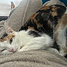 Iris participe au concours pour gagner de l'argent avec cette photo : animal, blanket, calico, cat, closeup, comfort, cozy, cute, domestic, feline, fur, indoor, laying, nap, pet, relaxed, resting, sleepy, soft, whiskers
