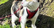 Iris participe au concours pour gagner de l'argent avec cette photo : animal, calico, cat, curious, daylight, environment, feline, garden, grass, greenery, harness, leash, mammal, nature, outdoor, pet, plant, sunlight, tree, wildlife