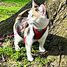 animal, calico, cat, curious, daylight, environment, feline, garden, grass, greenery, harness, leash, mammal, nature, outdoor, pet, plant, sunlight, tree, wildlife