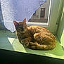 cat, orange_tabby, windowsill, sunlight, curtain, indoor, pet, relaxed, shadow, window, animal, feline, resting, cozy, domestic, fur, nature, sunbeam, quiet, daylight