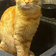 Pato a rejoint le concours — aidez-le/la à gagner de superbes lots ! animal, cat, closeup, curious, cute, domestic, feline, fur, household, indoors, kitchen, kitten, looking_at_camera, orange_cat, pet, sink, sitting, tabby_cat, water_filter, whiskers