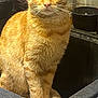 cat, orange_cat, tabby_cat, pet, animal, kitten, indoors, sink, curious, looking_at_camera, whiskers, fur, domestic, kitchen, water_filter, household, closeup, sitting, cute, feline