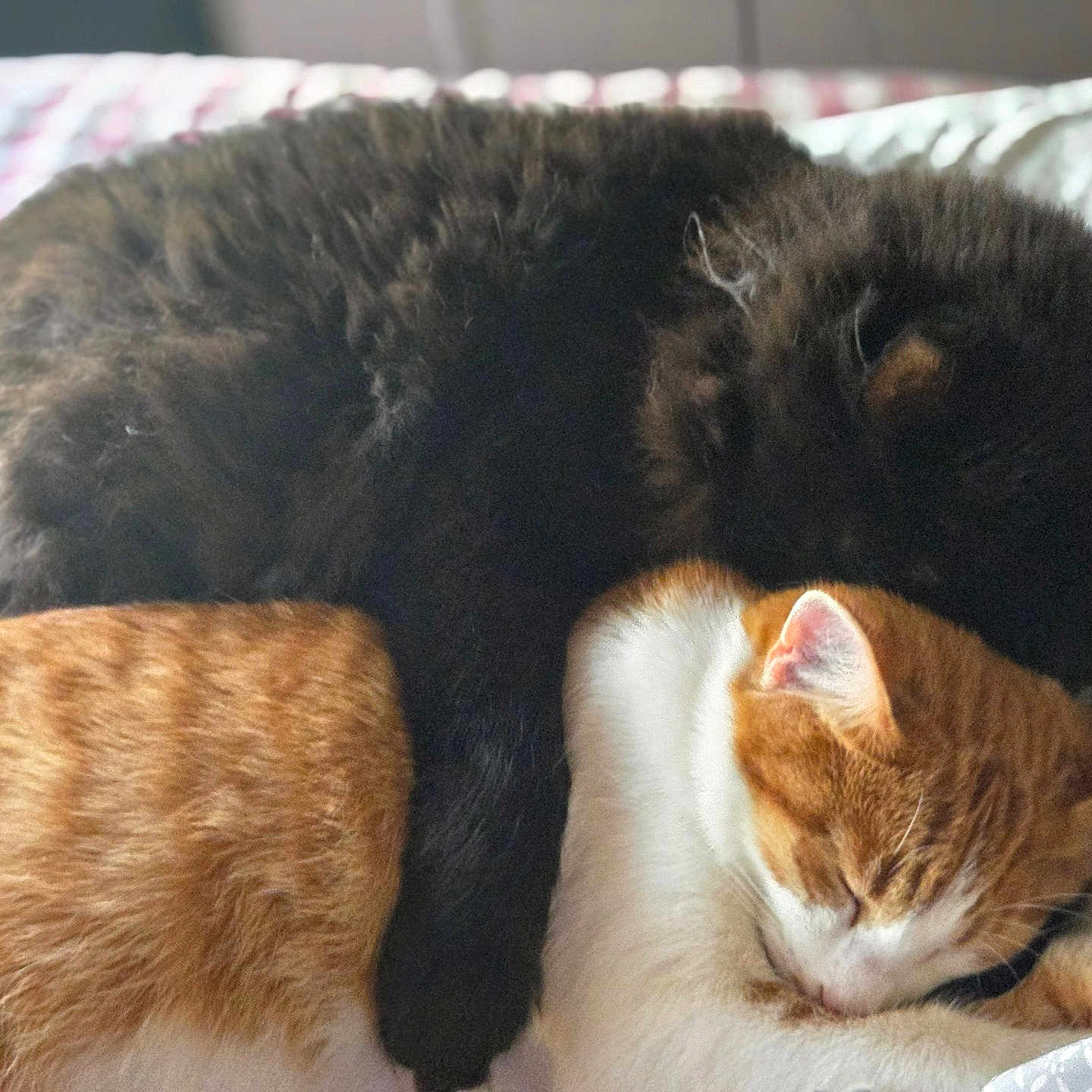 Nigel is registered to the contest to win money with this photo: abyssinian, animal, bed, bedroom, blackcat, canine, cat, couch, cushion, dog, furniture, homedecor, indoors, kitten, manx, person, pet, quilt, room, sleeping