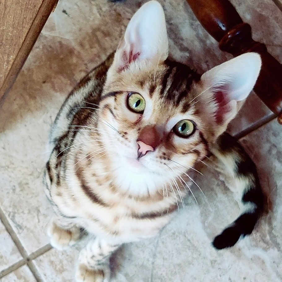 Maizey joined the competition — help win amazing prizes! abyssinian, accessories, adult, animal, cat, chair, egyptiancat, furniture, hardwood, kitten, male, man, manx, ocelot, person, pet, plywood, siamese, strap, wood