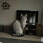 Rebelle a rejoint le concours — aidez-le/la à gagner de superbes lots ! animal, blurred_background, calm, cat, curious, domestic, ears, feline, fur, home, indoor, living_room, pet, portrait, sitting, tabby, tail, television, whiskers, wooden_surface