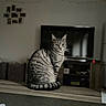 cat, tabby, pet, animal, indoor, feline, sitting, wooden_surface, living_room, television, blurred_background, home, curious, calm, fur, whiskers, ears, tail, domestic, portrait