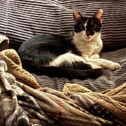 Oreo is registered to the contest to win money with this photo: alert, black_and_white, blankets, cat, comfortable, cozy, domestic_animal, ears, feline, fur, home, indoor, looking_at_camera, pet, relaxed, resting, seated, soft_texture, striped_couch, whiskers