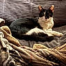 alert, black_and_white, blankets, cat, comfortable, cozy, domestic_animal, ears, feline, fur, home, indoor, looking_at_camera, pet, relaxed, resting, seated, soft_texture, striped_couch, whiskers
