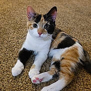 Pumpkin joined the competition — help win amazing prizes! kitten, calico, cat, pet, animal, fur, whiskers, ears, paws, carpet, indoor, cute, young, lying_down, alert, pink_nose, texture, domestic, small, feline