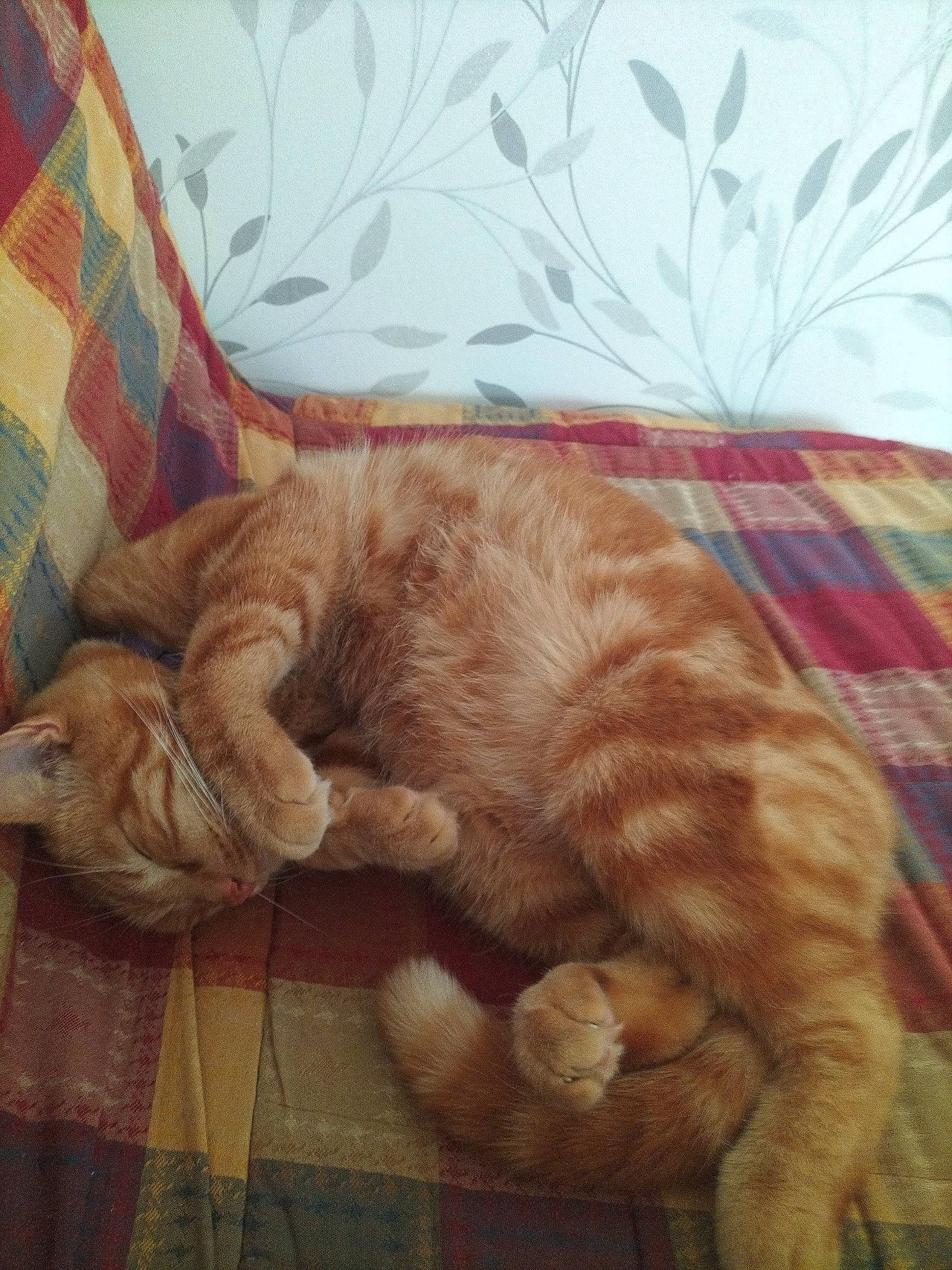 Roucky a rejoint le concours — aidez-le/la à gagner de superbes lots ! art, carnivore, cat, claw, comfort, domestic_short_haired_cat, fawn, felidae, foot, fur, human_leg, mountain, nap, paw, sleep, small_to_medium_sized_cats, snout, tail, whiskers, wood