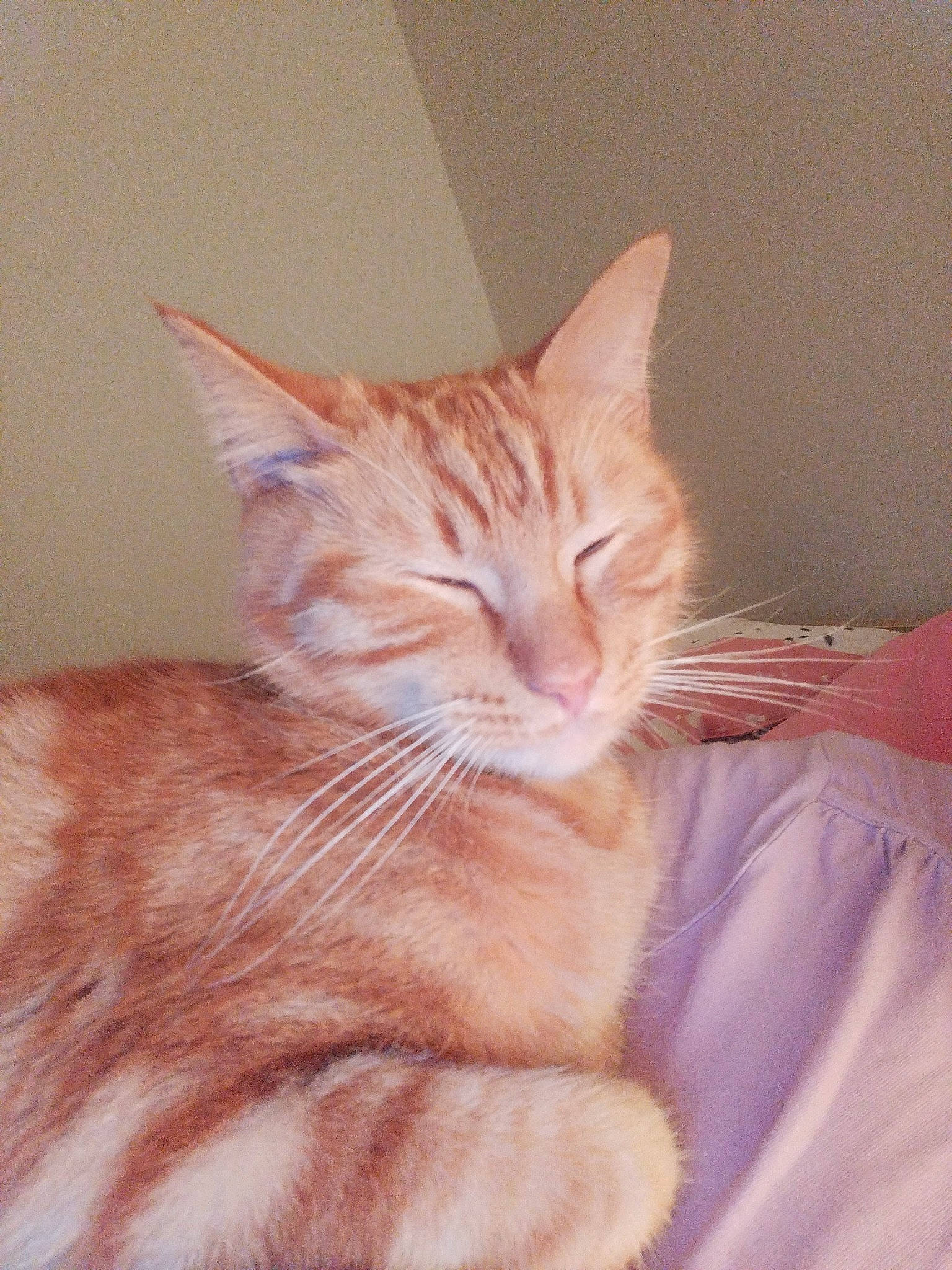 Roucky participe au concours pour gagner de l'argent avec cette photo : carnivore, cat, cat_supply, claw, comfort, domestic_short_haired_cat, ear, fawn, felidae, fur, paw, peach, small_to_medium_sized_cats, snout, tail, whiskers