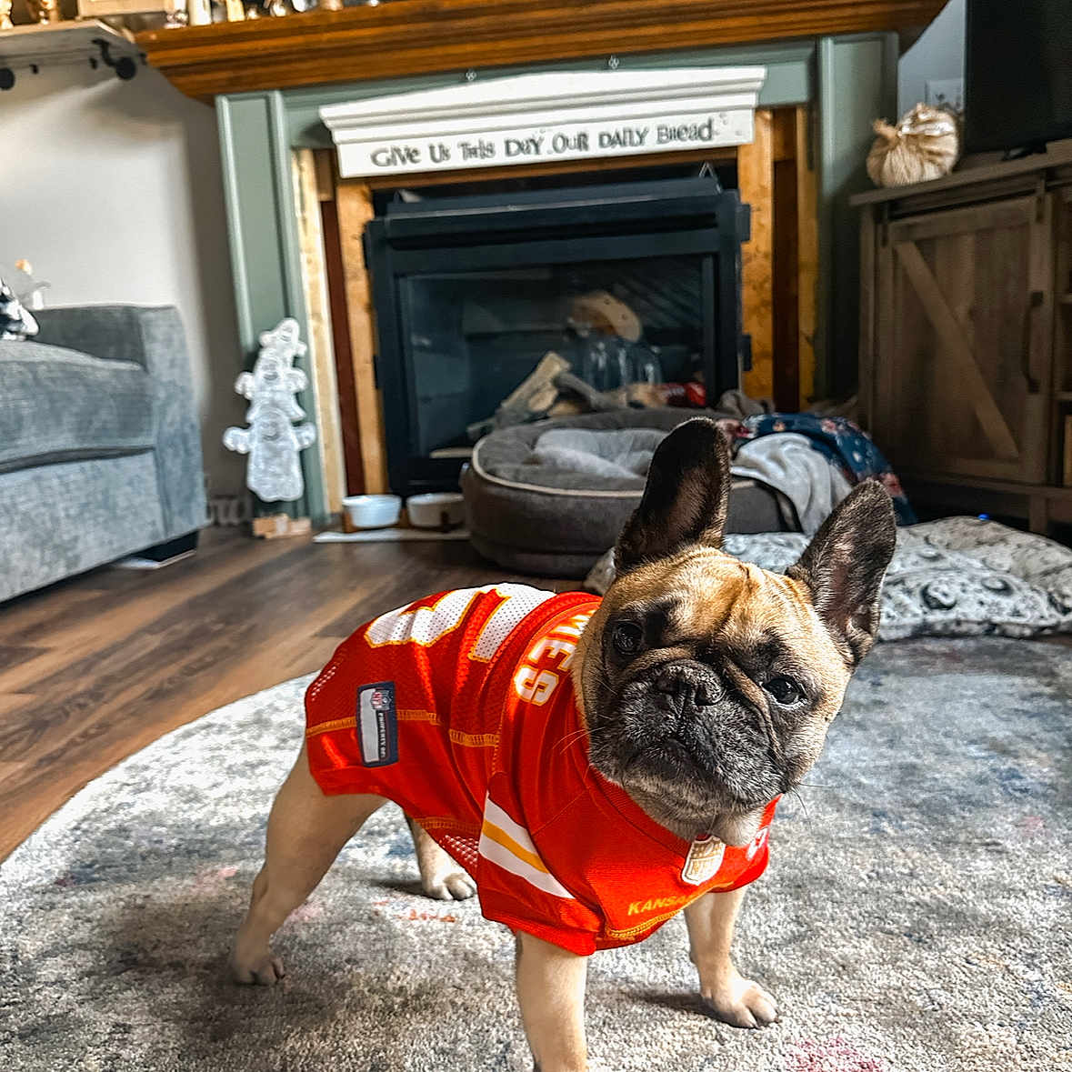 Jolene joined the competition — help win amazing prizes! animal, cozy, cute, dog, dog_bed, ears, fireplace, french_bulldog, furniture, home_decor, indoor, jersey, living_room, looking, orange_clothing, pet, portrait, rug, standing, wood_floor