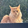 cat, orange_cat, fluffy, long_hair, pet, animal, outdoor, greenery, leafy_background, sunlight, feline, sitting, regal, portrait, nature, chair, woven_chair, calm, domestic_cat, closeup