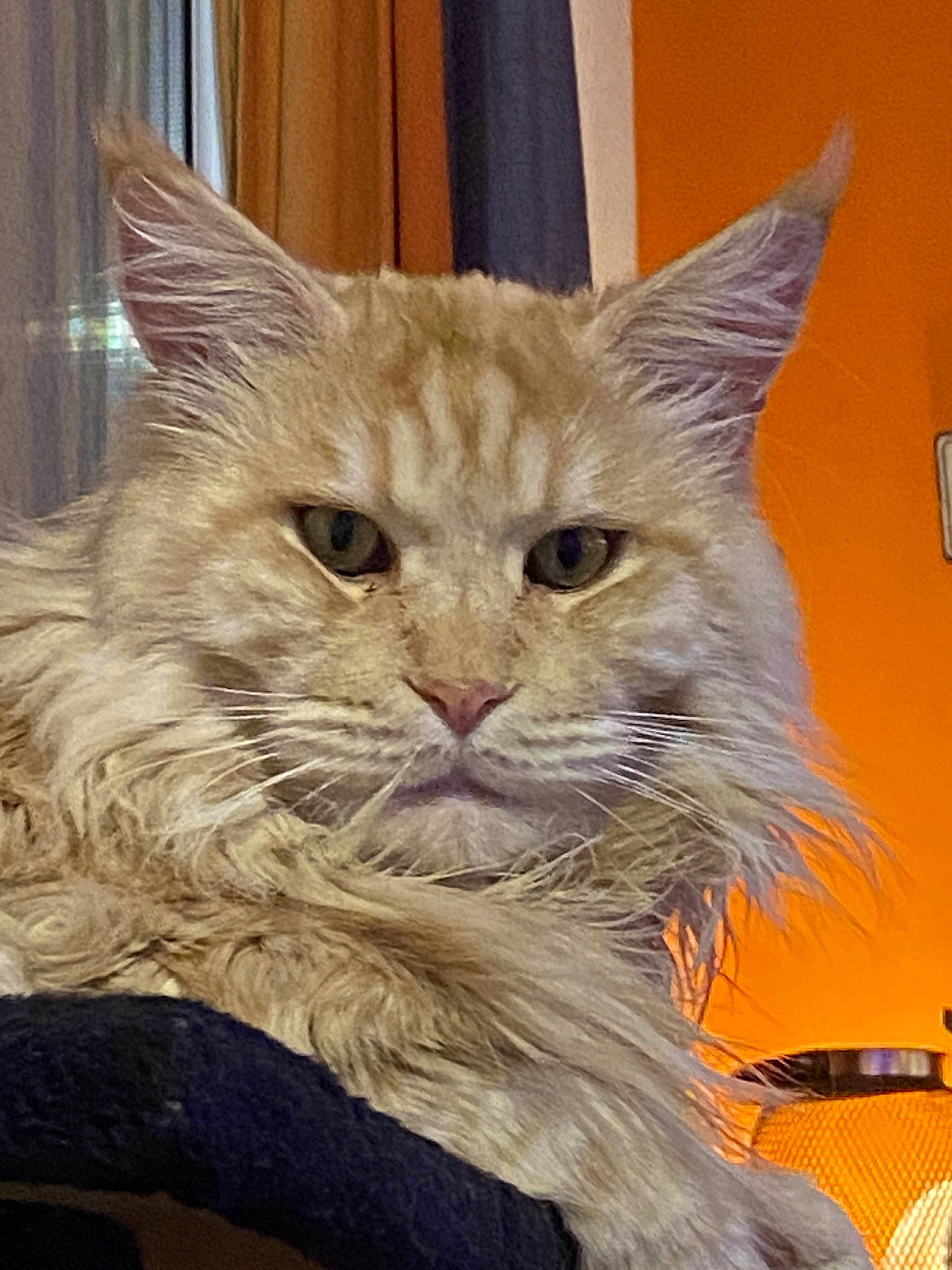 Omalley a rejoint le concours — aidez-le/la à gagner de superbes lots ! carnivore, cat, comfort, curtain, domestic_short_haired_cat, fawn, felidae, fur, maine_coon, small_to_medium_sized_cats, snout, terrestrial_animal, whiskers
