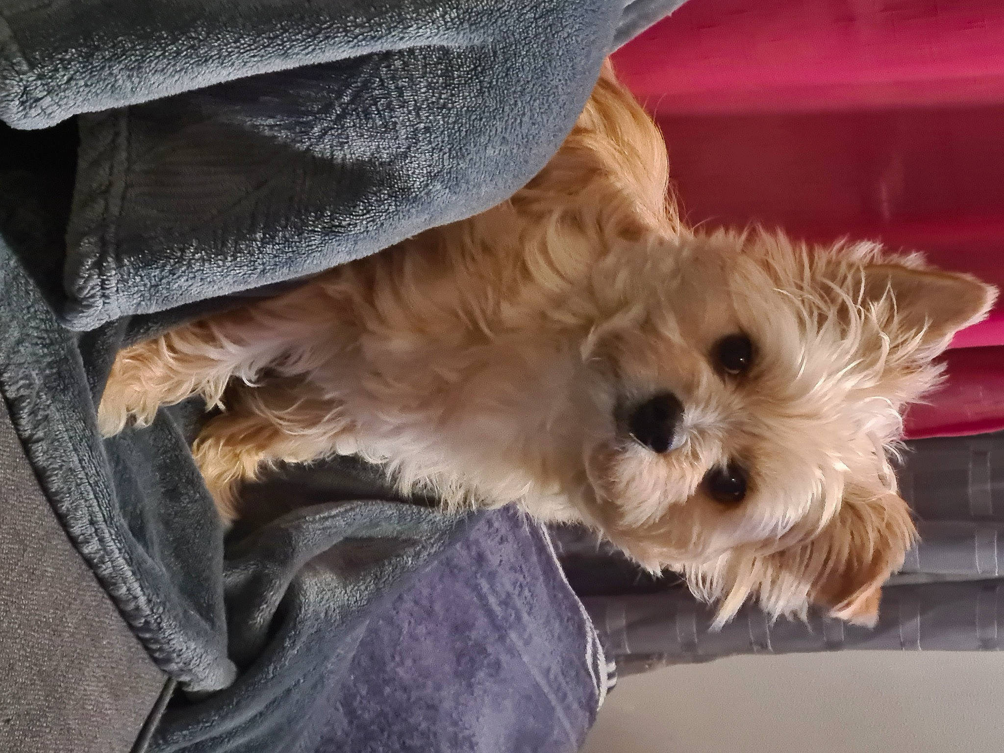 Rémus a rejoint le concours — aidez-le/la à gagner de superbes lots ! biewer_terrier, canidae, carnivore, comfort, companion_dog, dog, dog_breed, dog_supply, fawn, felidae, fur, maltepoo, small_terrier, snout, sporting_group, terrier, toy_dog, working_animal, yorkipoo, yorkshire_terrier