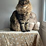 cat, tabby, fluffy, feline, pet, indoor, teddy_bear, blanket, table, window, natural_light, fur, sitting, cozy, domestic, soft, brown, black, whiskers, ears
