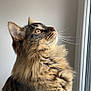 animal, calm, cat, closeup, curious, domestic_cat, feline, fluffy, fur, indoor, looking, pet, portrait, profile, soft_light, striped, tabby, whiskers, window, yellow_eyes