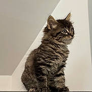 Rocket participe au concours pour gagner de l'argent avec cette photo : kitten, cat, tabby, feline, pet, indoor, curious, fur, animal, cute, young, sitting, gray_couch, whiskers, ears, eyes, soft_light, texture, minimalist, background