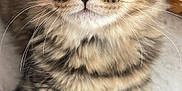 Rocket participe au concours pour gagner de l'argent avec cette photo : animal, cat, close_up, curious, cute, domestic_animal, eyes, feline, fur, indoor, kitten, laying, muzzle, paw, pets, portrait, soft, tabby, whiskers, young
