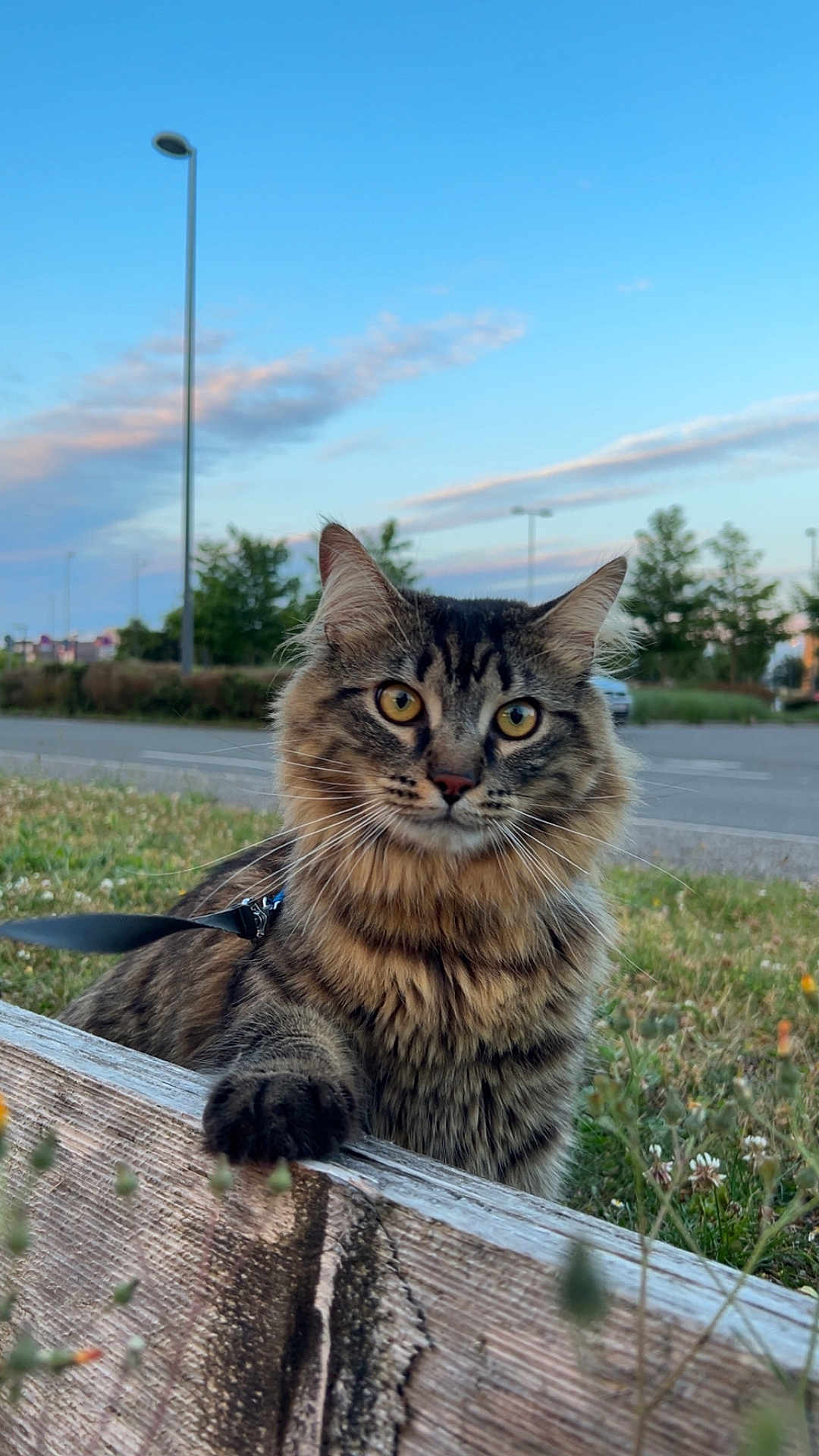 Rocket