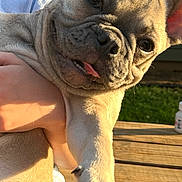 Laila is registered to the contest to win money with this photo: dog, french_bulldog, puppy, pet, animal, outdoor, sunlight, person, holding, tongue_out, ears, wooden_deck, green_lawn, cute, playful, closeup, summer, fun, expression, adorable
