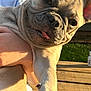 dog, french_bulldog, puppy, pet, animal, outdoor, sunlight, person, holding, tongue_out, ears, wooden_deck, green_lawn, cute, playful, closeup, summer, fun, expression, adorable