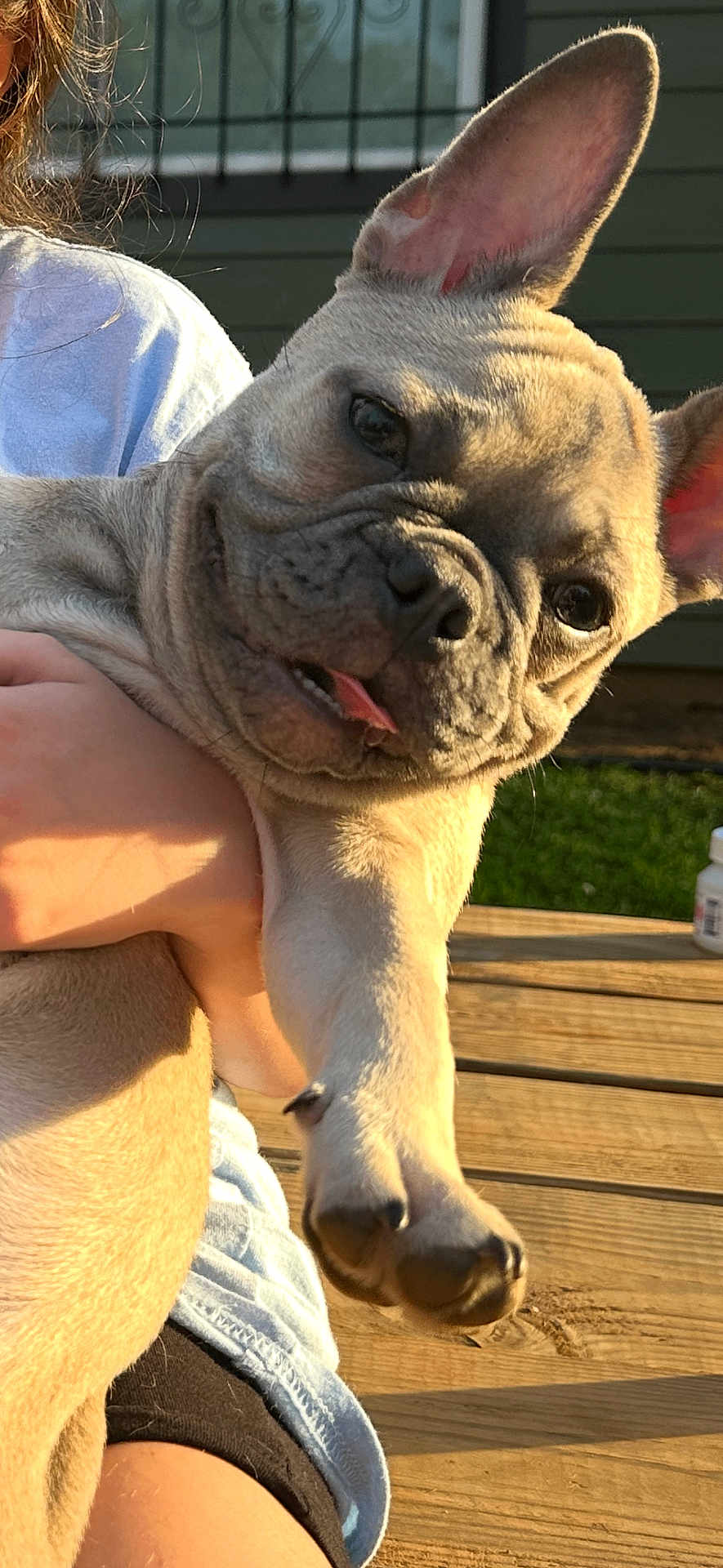 Laila