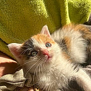 Nova participe au concours pour gagner de l'argent avec cette photo : kitten, calico, cat, feline, pet, animal, whiskers, fur, blue_eyes, sunlight, blanket, cozy, soft, cute, young, domestic, closeup, resting, indoor, curious