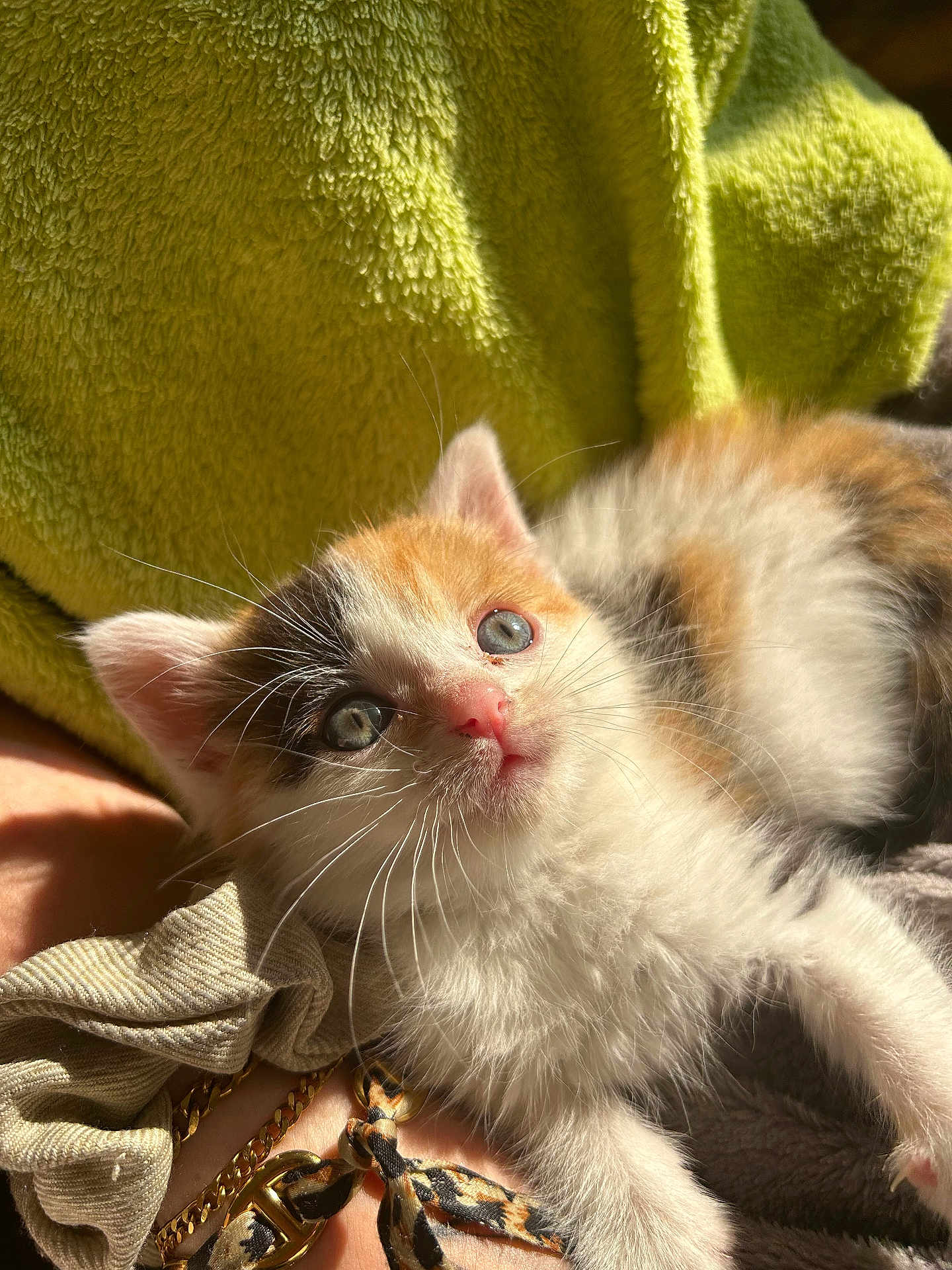 Nova participe au concours pour gagner de l'argent avec cette photo : kitten, calico, cat, feline, pet, animal, whiskers, fur, blue_eyes, sunlight, blanket, cozy, soft, cute, young, domestic, closeup, resting, indoor, curious