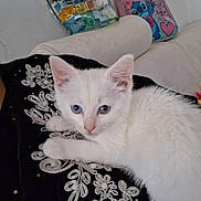 Neige participe au concours pour gagner de l'argent avec cette photo : kitten, cat, white_cat, blue_eyes, fluffy, pet, animal, lying_down, indoors, sofa, blanket, embroidered_fabric, black_blanket, close_up, portrait, cute, relaxed, toy_bag, cartoon_sandal, home_interior